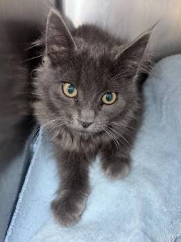 Slater -  Domestic Long Hair Cat for Adoption in Challis, Idaho - Slater | PetCurious