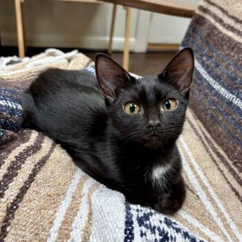 Cowgirl Boots -  Domestic Short Hair Cat for Adoption in Richmond, Virginia - Cowgirl Boots | PetCurious