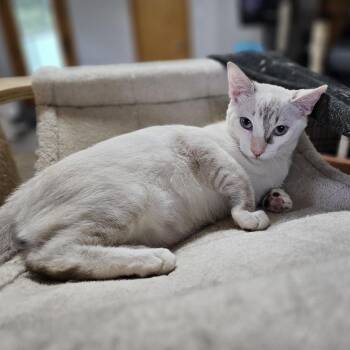 Beignet -  Siamese and Domestic Short Hair Cat for Adoption in Houston, Texas - Beignet | PetCurious