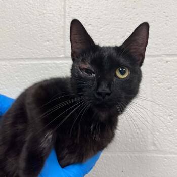 SVAS-Stray-38789 -  Domestic Short Hair Cat for Adoption in Lyndhurst, Virginia - SVAS-Stray-38789 | PetCurious