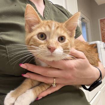 Randy Travis -  Domestic Short Hair Cat for Adoption in Saint Charles, Missouri - Randy Travis | PetCurious