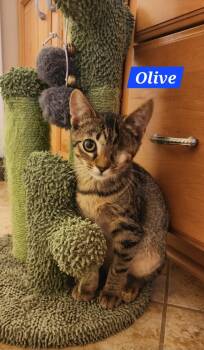 Olive -  Domestic Short Hair Cat for Adoption in Maryville, Tennessee - Olive | PetCurious