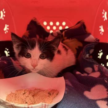 Gourd -  Domestic Short Hair Cat for Adoption in Reno, Nevada - Gourd | PetCurious