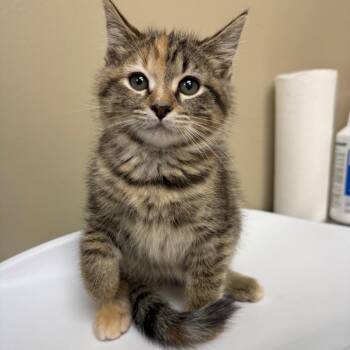 Bell -  Domestic Short Hair Cat for Adoption in Birmingham, Alabama - Bell | PetCurious