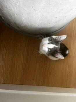 Rosie -  Tuxedo Cat for Adoption in Lucas, Texas - Rosie | PetCurious