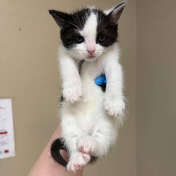 Domestic Short Hair Cats Available for Adoption in Birmingham, Alabama - Eleni | PetCurious
