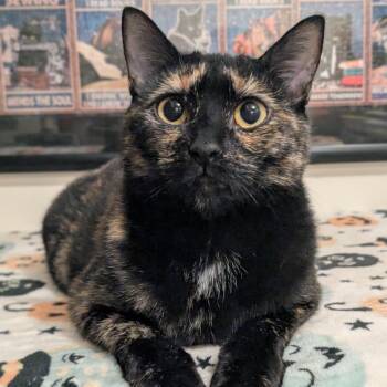 Sandy -  Tortoiseshell Cat for Adoption in Newburgh, New York - Sandy | PetCurious
