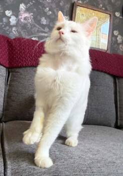Simon -  Domestic Short Hair Cat for Adoption in Anchorage, Alaska - Simon | PetCurious