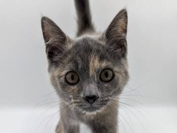 Princess Peach -  Dilute Tortoiseshell Cat for Adoption in Powell, Ohio - Princess Peach | PetCurious