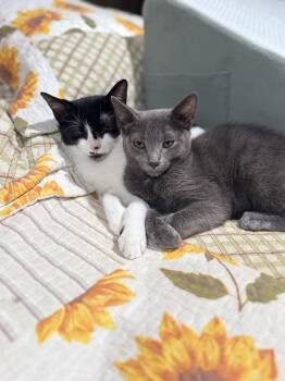 Rescue Russian Blue and Domestic Short Hair Cats for Adoption in Boca Raton, Florida - LOCAL Poppy & Rosemary BONDED | PetCurious