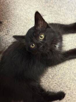 Pumpernickel -  Domestic Medium Hair Cat for Adoption in Lemoyne, Pennsylvania - Pumpernickel | PetCurious
