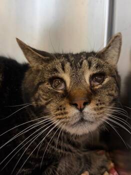 Domestic Short Hair Cats Available for Adoption in Pomona, New York - Gulf | PetCurious