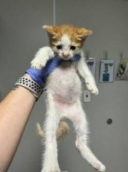 Domestic Short Hair Cats Available for Adoption in Doral, Florida - LOUI | PetCurious