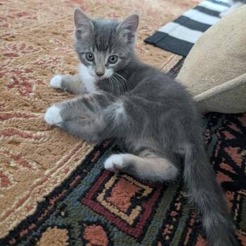 Bobbi -  Domestic Short Hair Cat for Adoption in Folsom, Louisiana - Bobbi | PetCurious