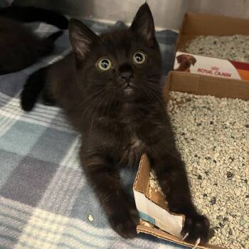 Yoko Ono -  Domestic Short Hair Cat for Adoption in Los Angeles, California - Yoko Ono | PetCurious