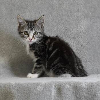 Samara -  Domestic Short Hair Cat for Adoption in Sunnyvale, California - Samara | PetCurious
