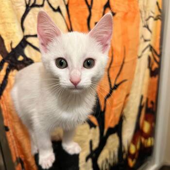 Rescue Domestic Short Hair Cats for Adoption in Stoughton, Wisconsin - Celia Mae | PetCurious