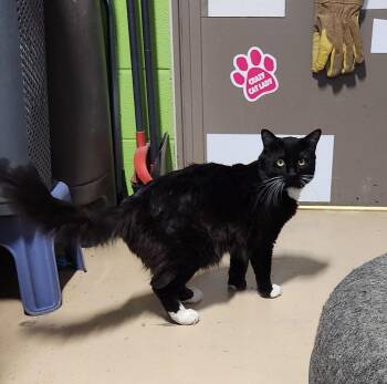 Domestic Short Hair and Tuxedo Cats Available for Adoption - Poppyseed | PetCurious