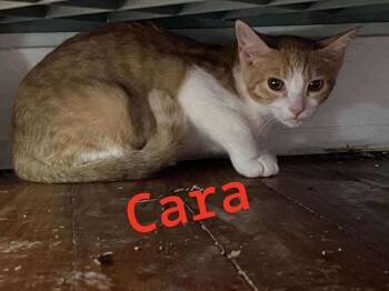 Rescue Tabby and Domestic Short Hair Cats for Adoption in Morehead, Kentucky - Cara | PetCurious