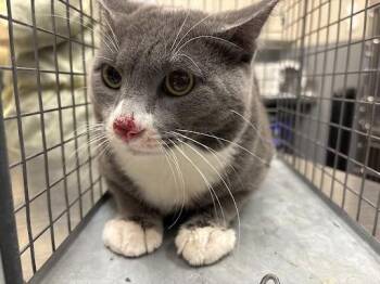 Domestic Short Hair Cats Available for Adoption in Las Vegas, Nevada - SEA SLUG | PetCurious