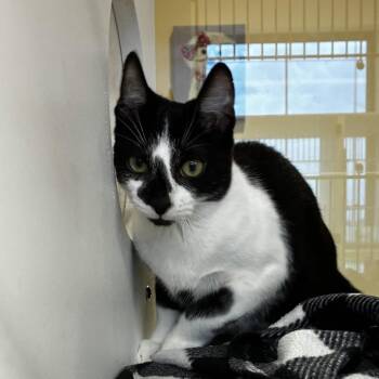 Mr. Mouse -  Domestic Short Hair Cat for Adoption in Beaumont, Texas - Mr. Mouse | PetCurious