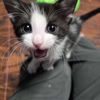Griffin -  Domestic Short Hair Cat for Adoption in San Antonio, Texas - Griffin | PetCurious