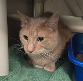 Domestic Short Hair Cats Available for Adoption in Montreal, Quebec - Amon | PetCurious