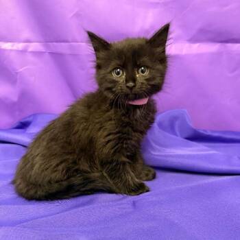 Dior -  Domestic Medium Hair Cat Available for Adoption in North Myrtle Beach, South Carolina - Dior | PetCurious