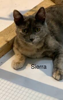 Rescue Domestic Short Hair Cats for Adoption in Saint Charles, Missouri - Sierra | PetCurious