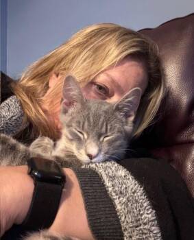 Domestic Short Hair Cats Available for Adoption - Reagan | PetCurious