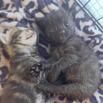 Newbie W3 -  Domestic Short Hair Cat for Adoption in Pahoa, Hawaii - Newbie W3 | PetCurious