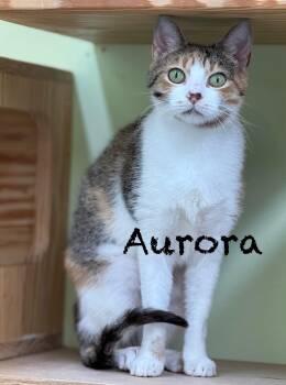 Rescue Domestic Short Hair Cats for Adoption in Pawleys Island, South Carolina - Aurora | PetCurious