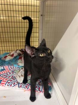 Tuck -  Domestic Short Hair Cat for Adoption in Herndon, Virginia - Tuck | PetCurious