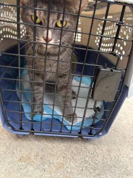 Cami -  Domestic Short Hair Cat for Adoption in Mocksville, North Carolina - Cami | PetCurious