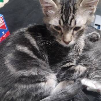 Megaphone -  Domestic Medium Hair Cat for Adoption in Layton, Utah - Megaphone | PetCurious