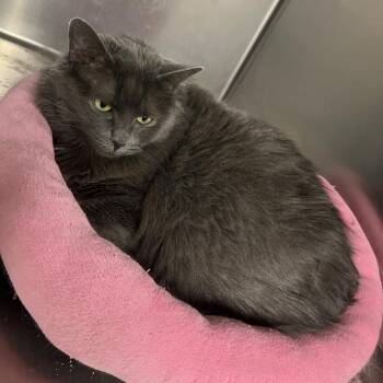Domestic Long Hair Cats Available for Adoption in Indianapolis, Indiana - Whimsey | PetCurious