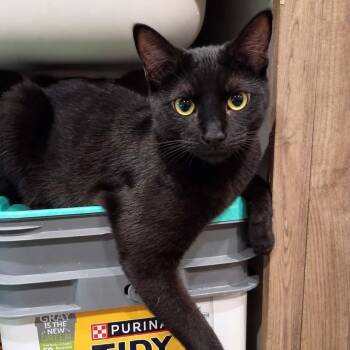 Calypso M -  Domestic Short Hair Cat for Adoption in Antioch, California - Calypso M | PetCurious