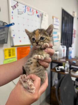 26-0825C -  Domestic Short Hair Cat for Adoption in Sorrento, Louisiana - 26-0825C | PetCurious