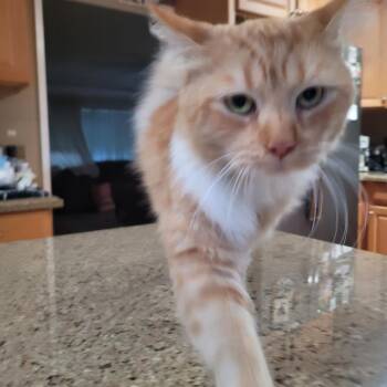 Amarillo -  Domestic Medium Hair and Tabby Cat for Adoption in Vacaville, California - Amarillo | PetCurious