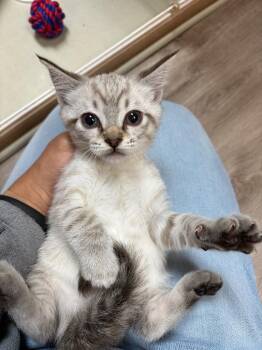 Sam -  Siamese Cat for Adoption in Valley Park, Oklahoma - Sam | PetCurious