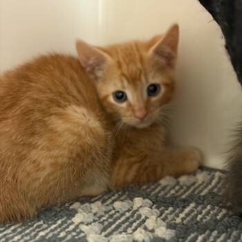 Domestic Short Hair Cats Available for Adoption in Greensboro, Georgia - Chestnut | PetCurious