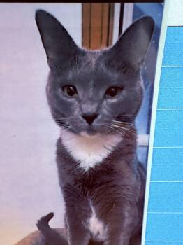 Domestic Short Hair Cats Available for Adoption - Fritzie | PetCurious