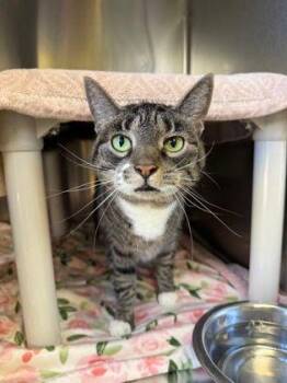 Reyna -  Domestic Short Hair Cat for Adoption in Williamsport, Pennsylvania - Reyna | PetCurious