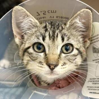 Luxor -  Domestic Short Hair Cat Available for Adoption in Sacramento, California - Luxor | PetCurious