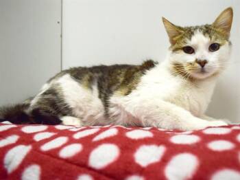 Domestic Medium Hair Cats Available for Adoption in Sacramento, California - SMUDGE | PetCurious