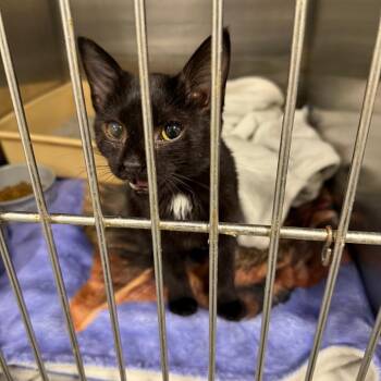 Rescue Domestic Short Hair Cats for Adoption in St. Louis, Missouri - Otello | PetCurious