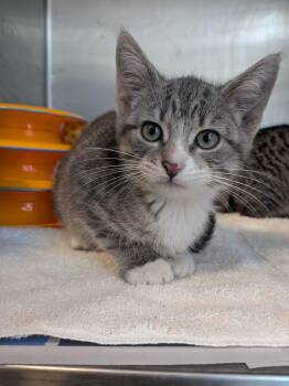Cosmic -  American Shorthair Cat for Adoption in Montclair, New Jersey - Cosmic | PetCurious