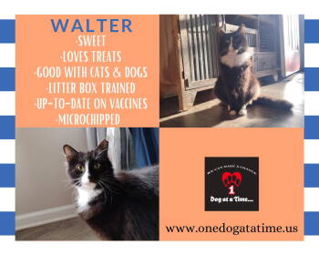 Rescue Domestic Short Hair Cats for Adoption in Lewistown, Pennsylvania - Walter | PetCurious