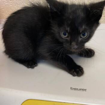Domestic Short Hair Cats Available for Adoption in Memphis, Tennessee - ODIN | PetCurious