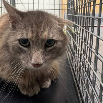Chico -  Domestic Medium Hair Cat Available for Adoption in Columbiana, Alabama - Chico | PetCurious